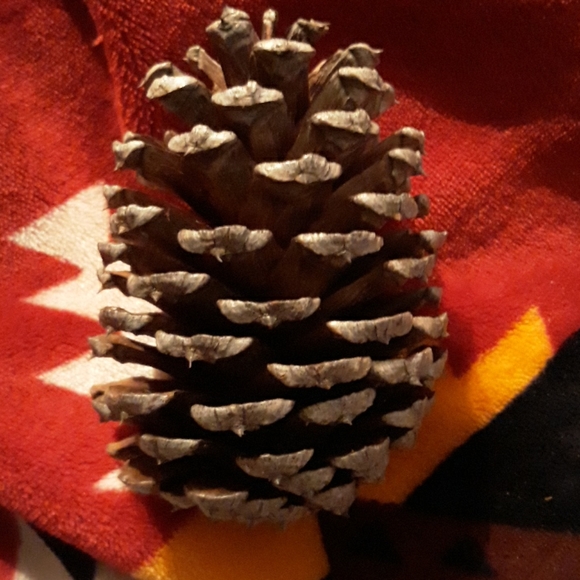 Pinecones - Picture 2 of 2